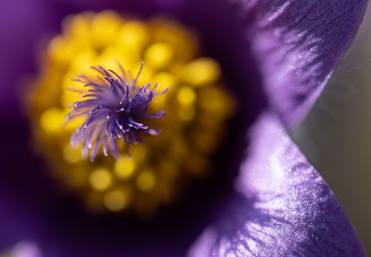 Au printemps