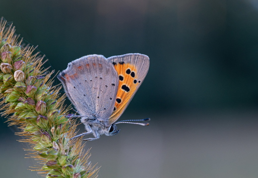 Von der Vielfalt der Natur